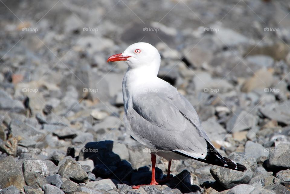 Seagull 