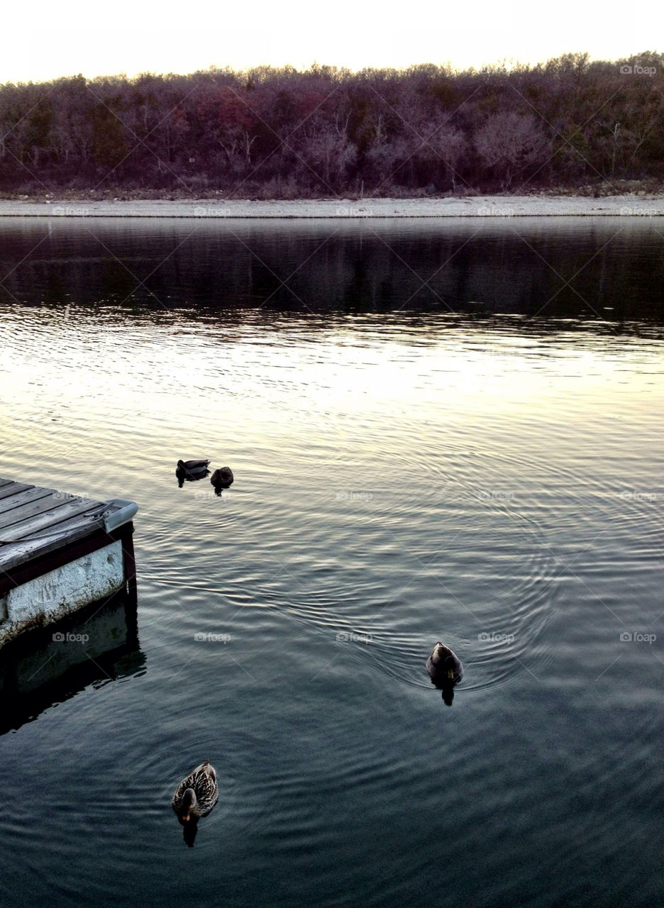 Mallards at dusk on Lake Texoma
