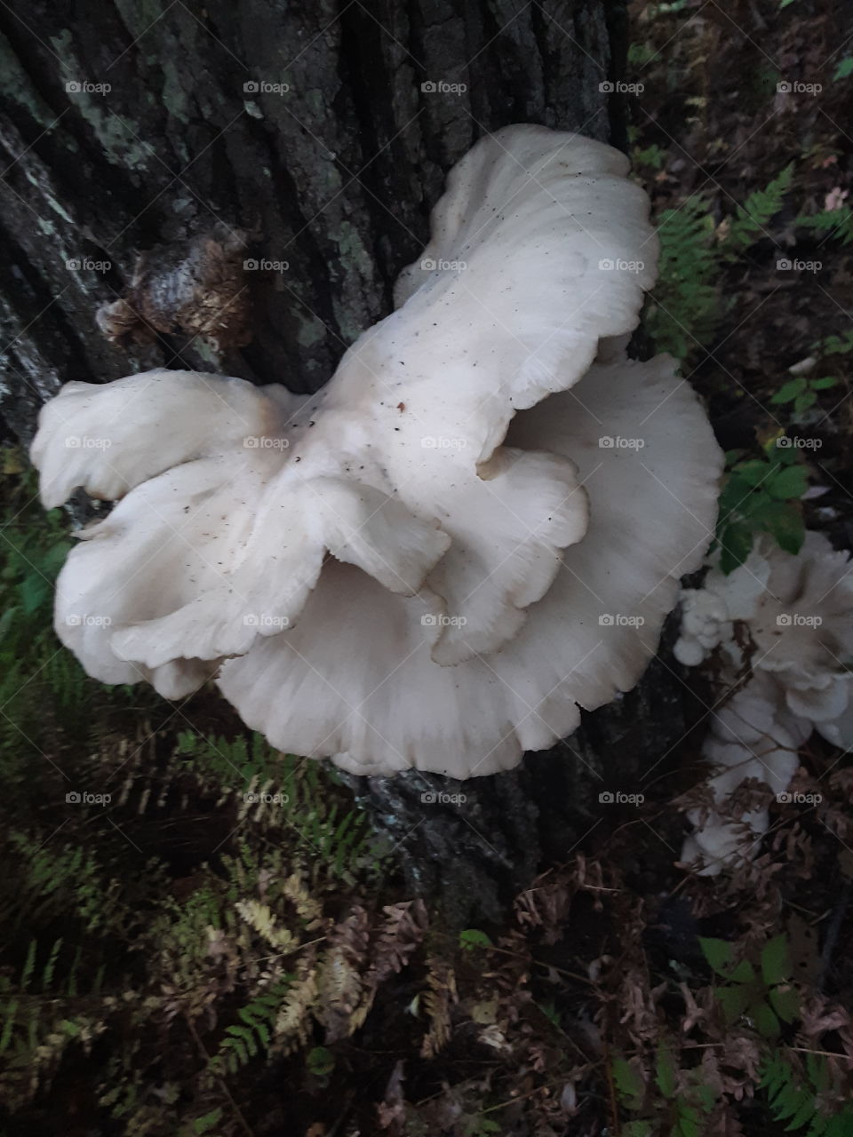 oyster mushroom