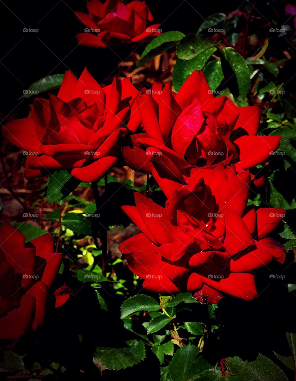 Red roses