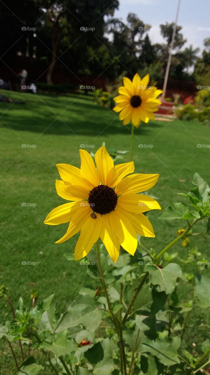 sun flower