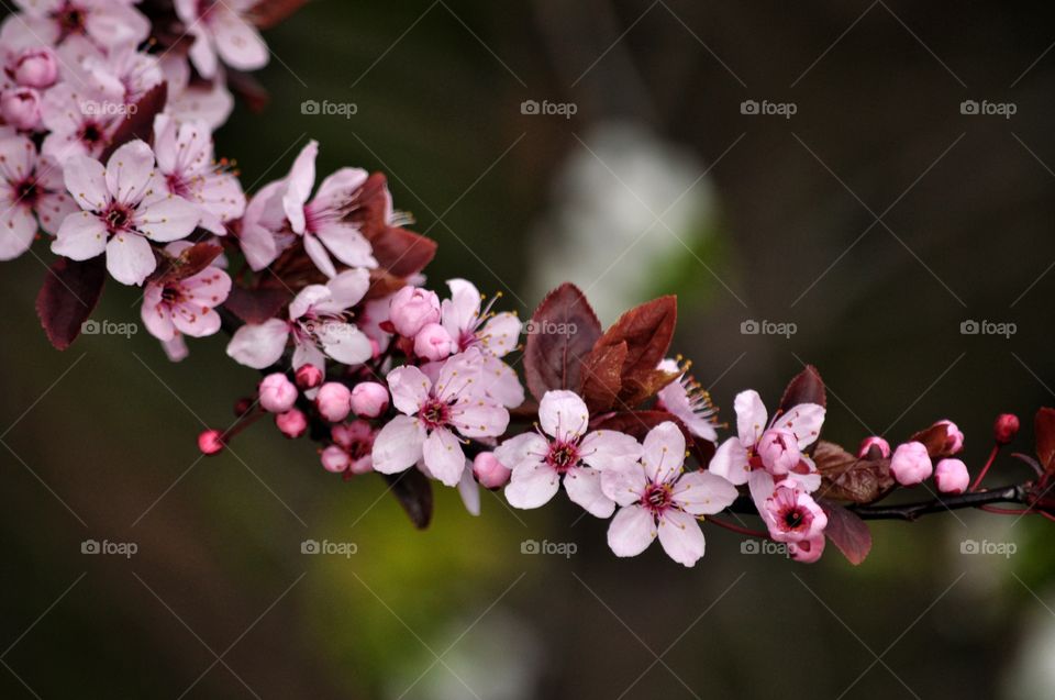 Flower, Flora, Nature, Branch, Garden