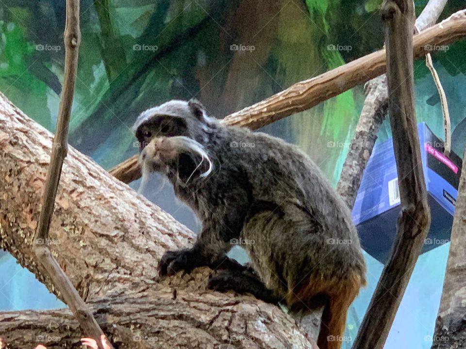 Emperor Tamarin