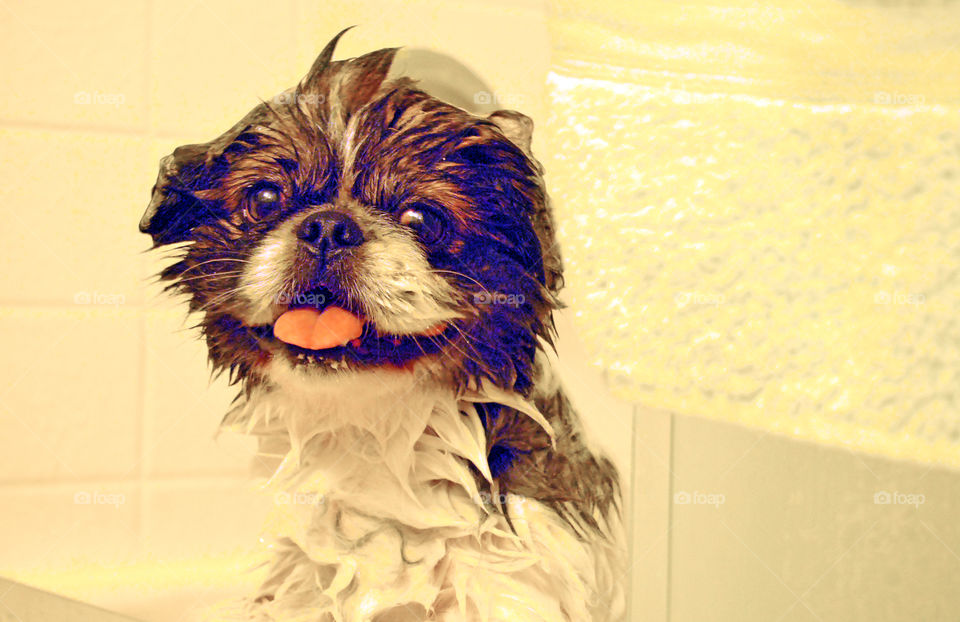 Close-up of wet dog in a bathtub