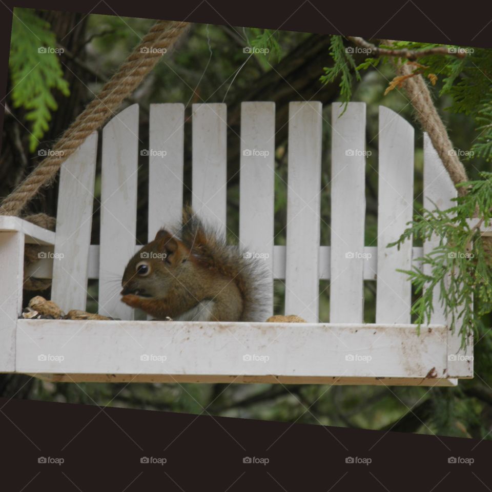 Red squirrel in his swing