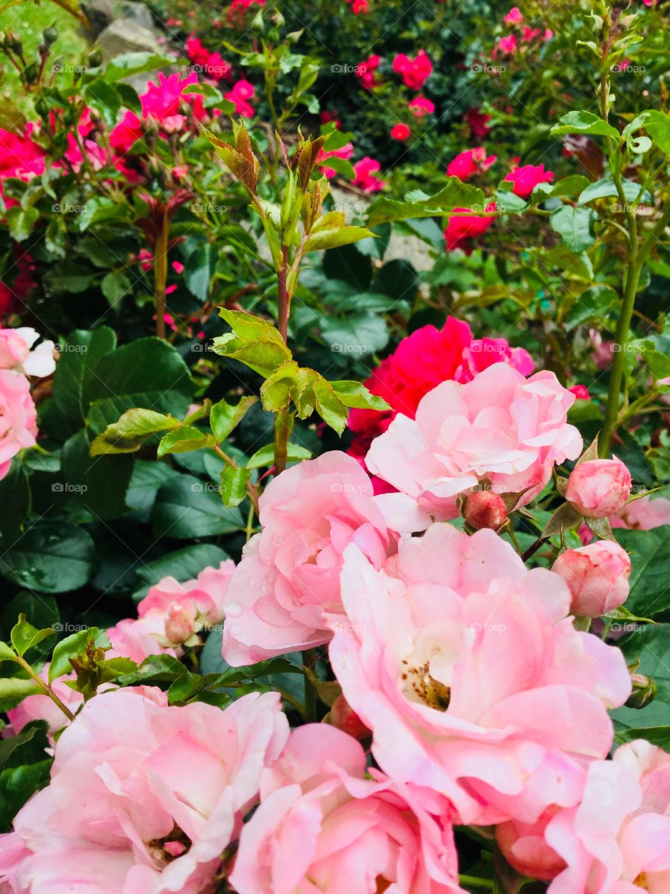 This shot uses an angle that shows a lot of rose bushes. The colours of the roses are two shades of pink.