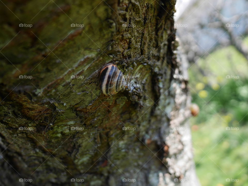 Garden snail from a different garden view