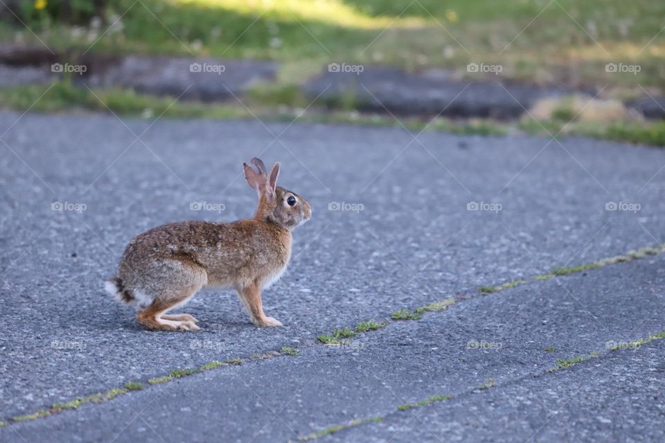 Rabbit 