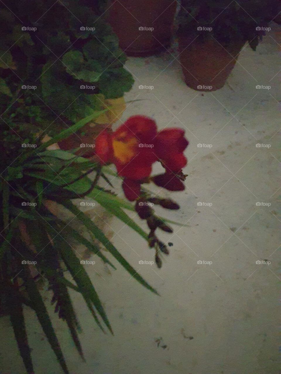 night flower 2