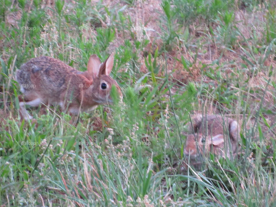 Rabbits playing