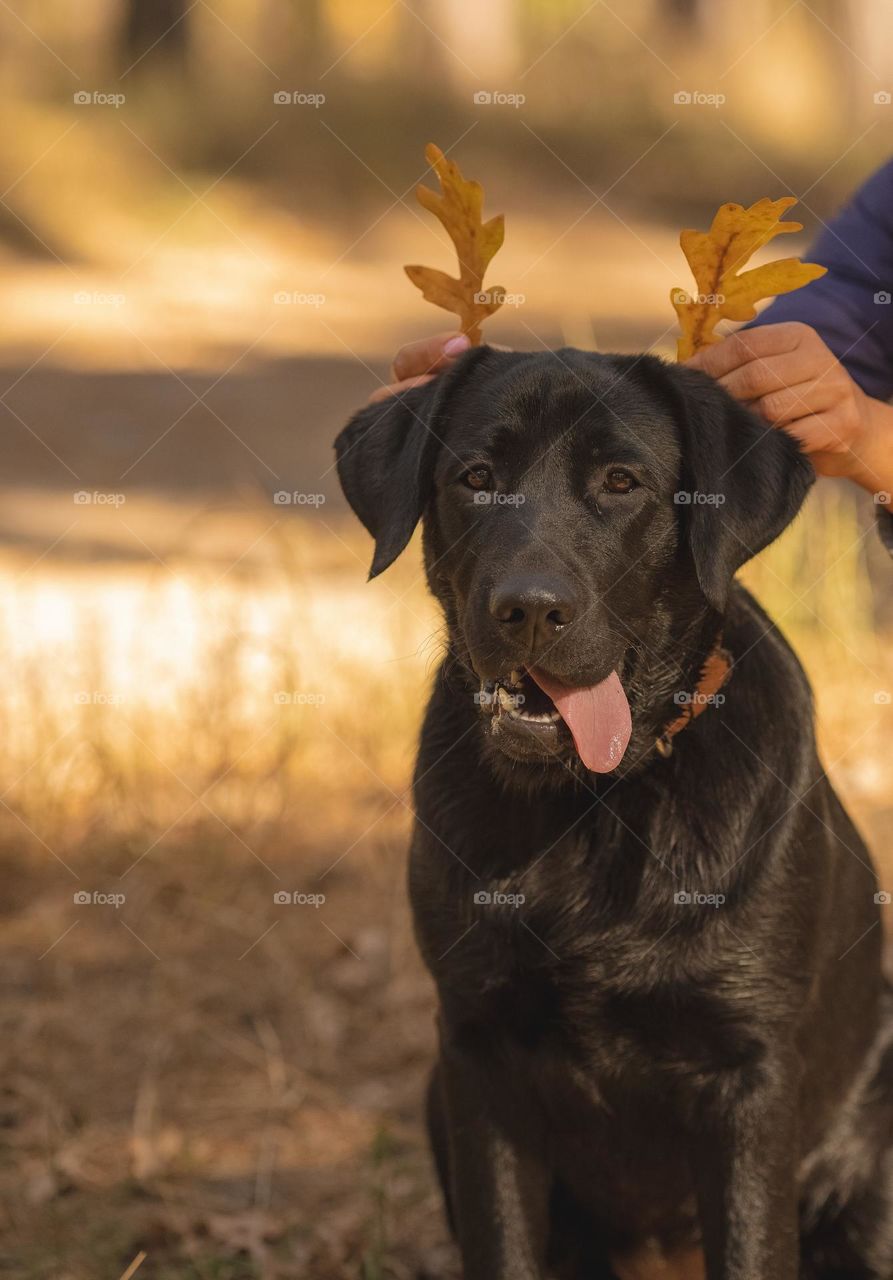 Autumn mood, best friend 