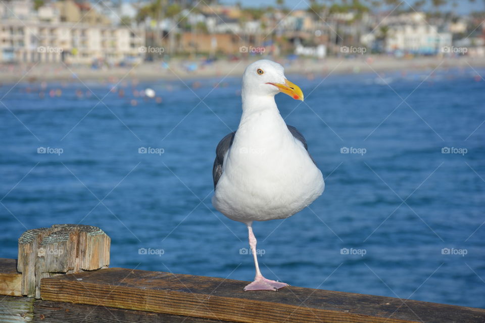 Seagull with one leg