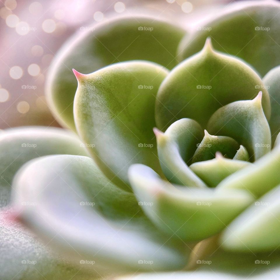 Succulent inspiration 