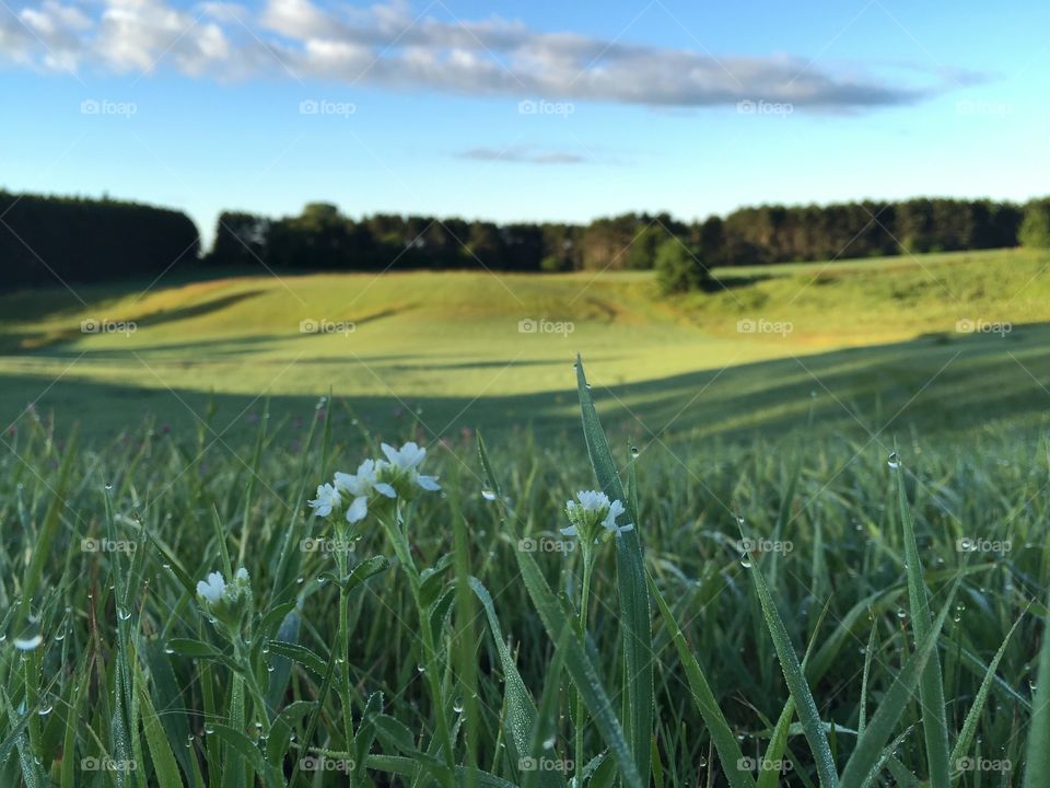 Clover at Golden Hour