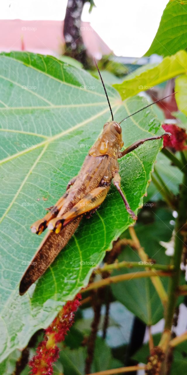 belalang