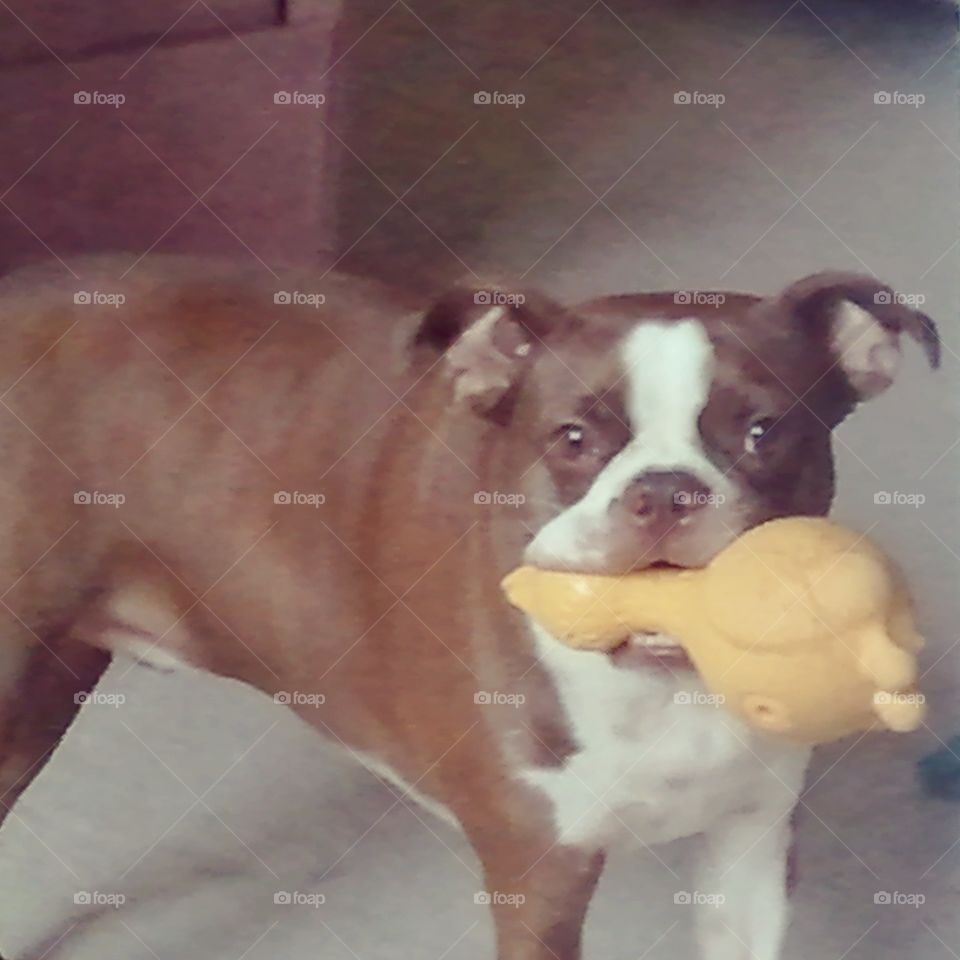 Rigby the Chocolate Boston Terrier