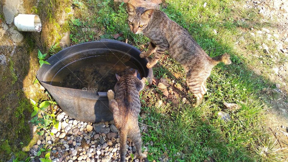 cute cat sitting between small stones