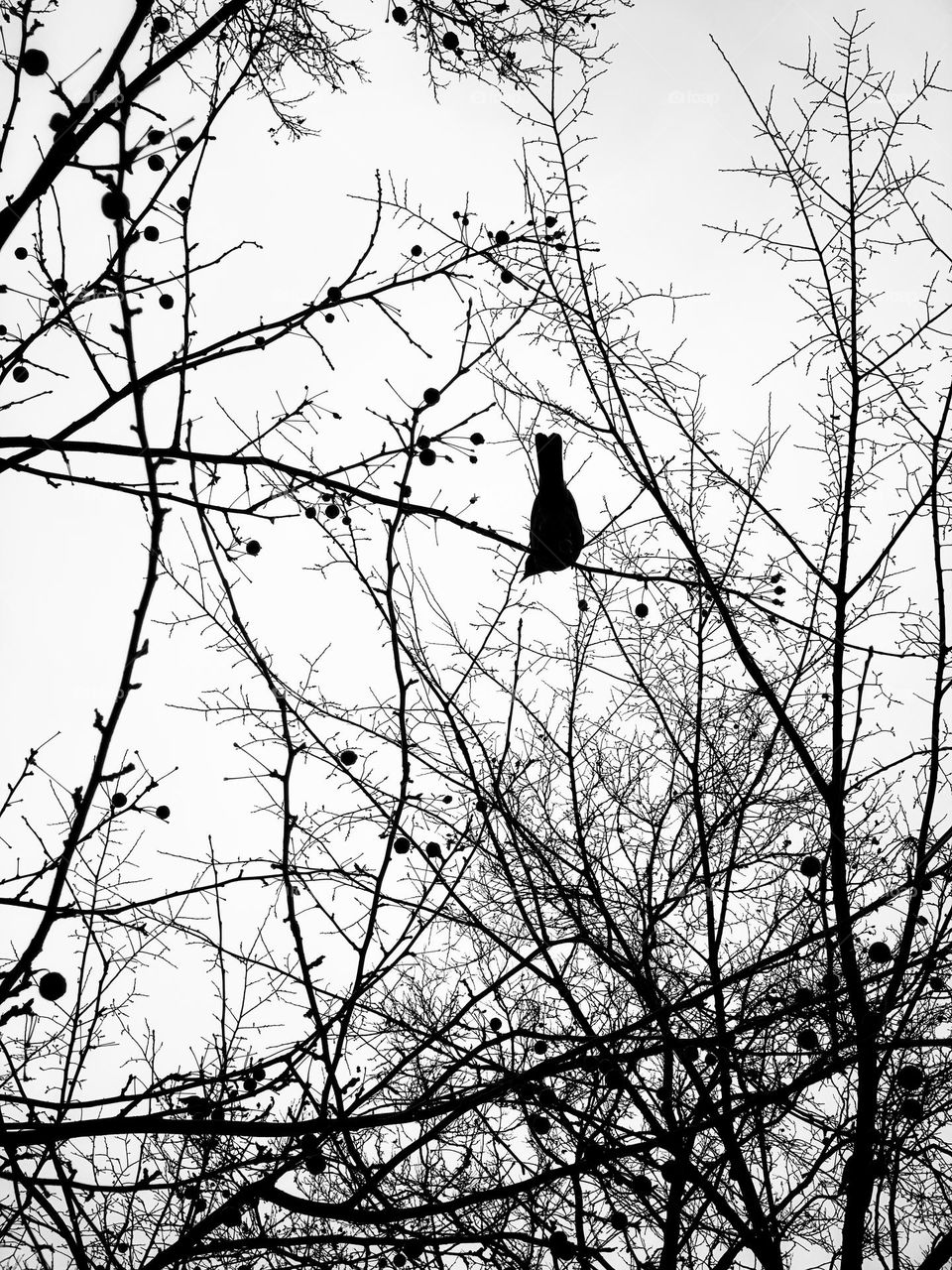 Silhouette of robin.