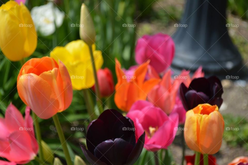 Tulips 