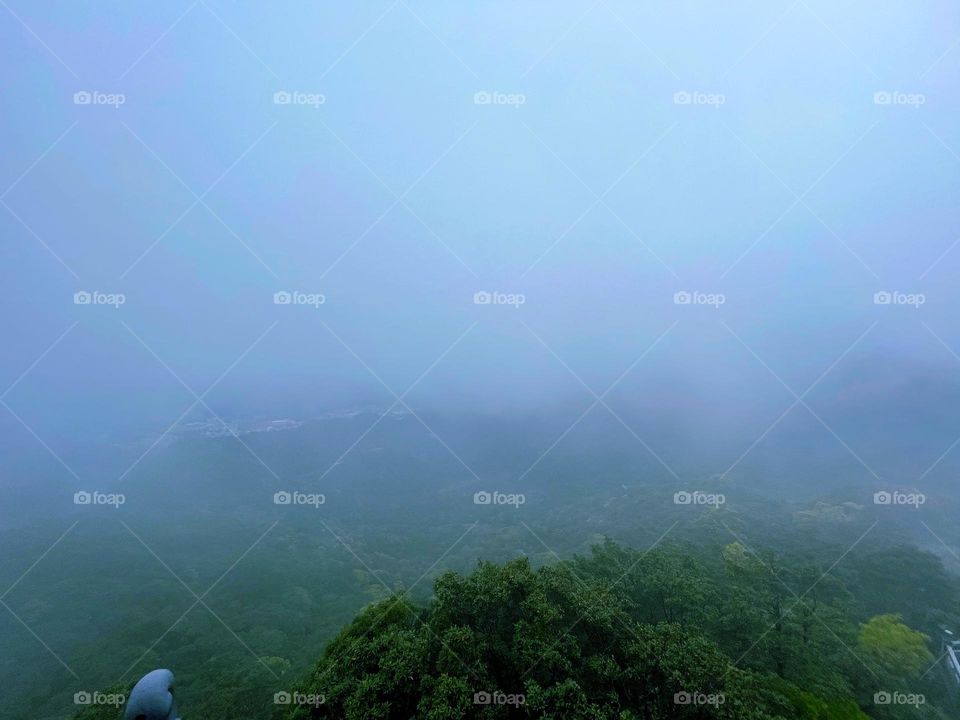 fog and forest