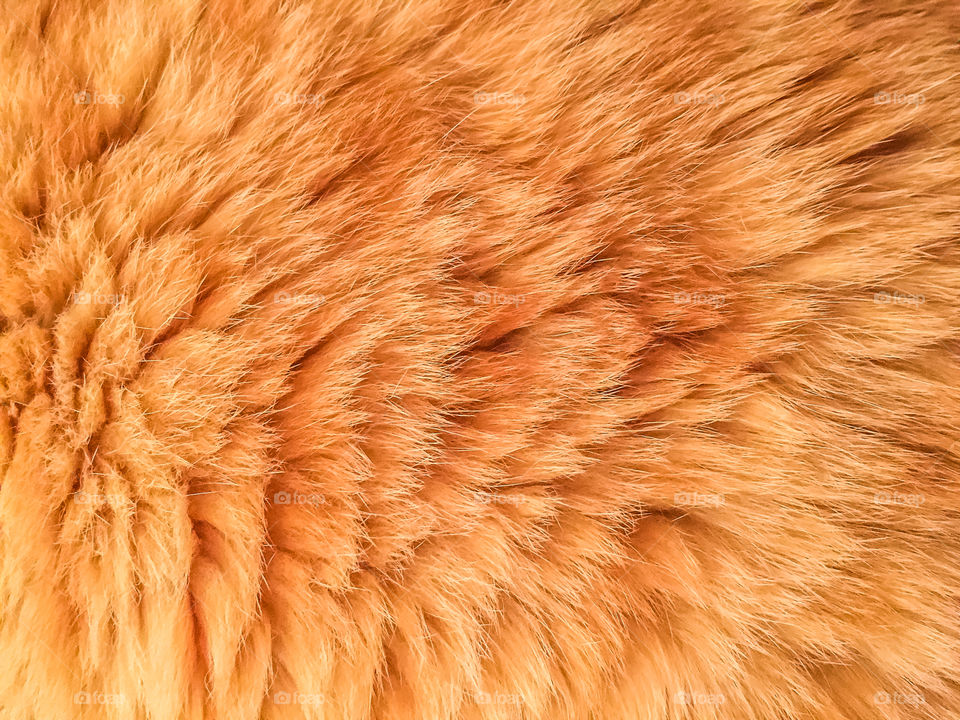 Full frame of animal hair