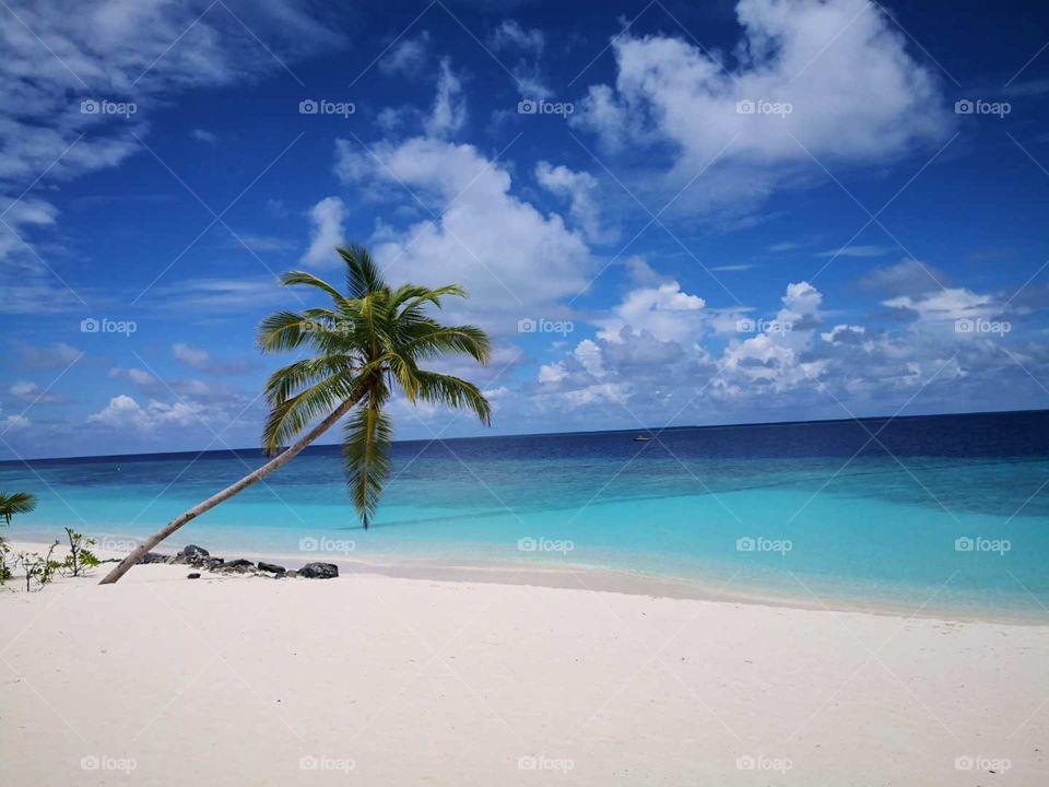 Beach and Coconut Tree