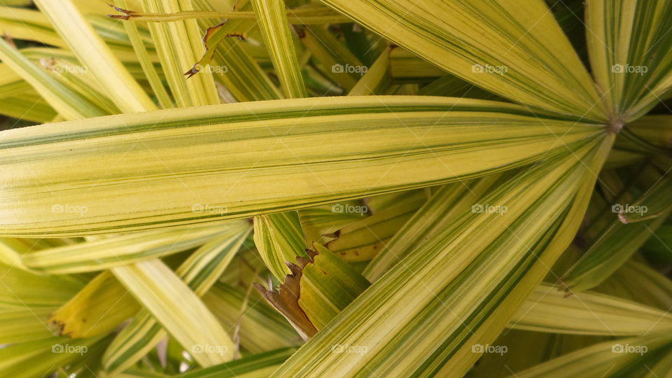 Full frame of yellow grass