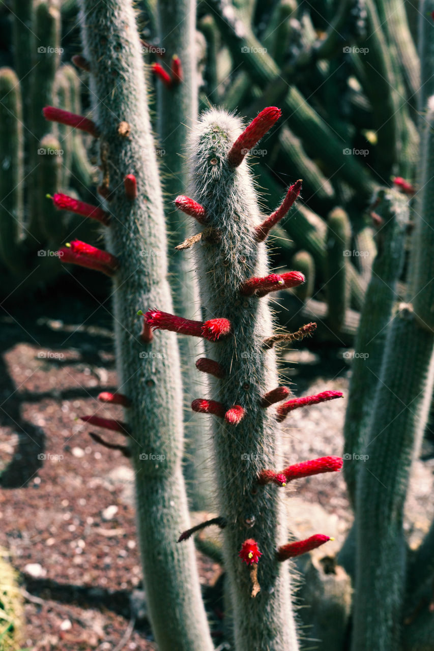 beautiful cactus