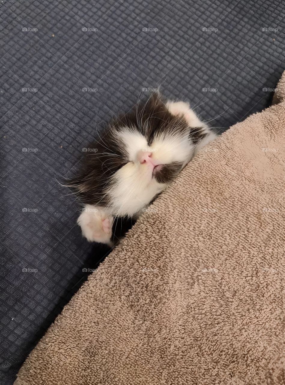 cute kitten under the blanket