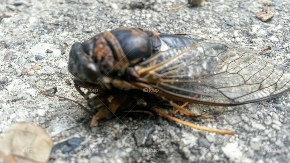 Ugly cicada bug