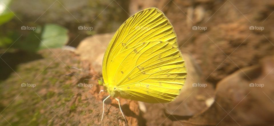 A small yellow butterfly perched on the ground