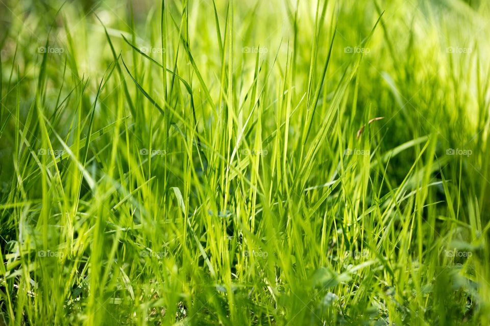 Grass close up background nature therapy amazing wildlife beautiful naturalism macro microcosmos super view