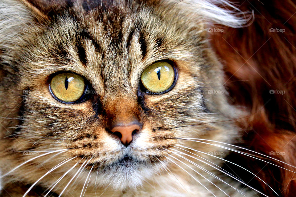 Tabby cat with green eyes closeup headshot