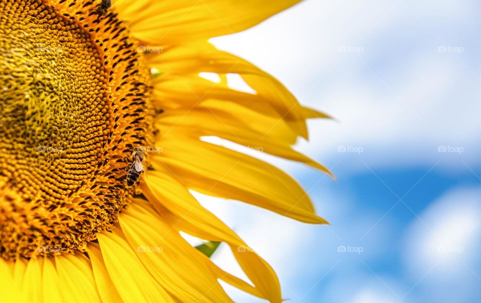 Sunflower on Blue sky