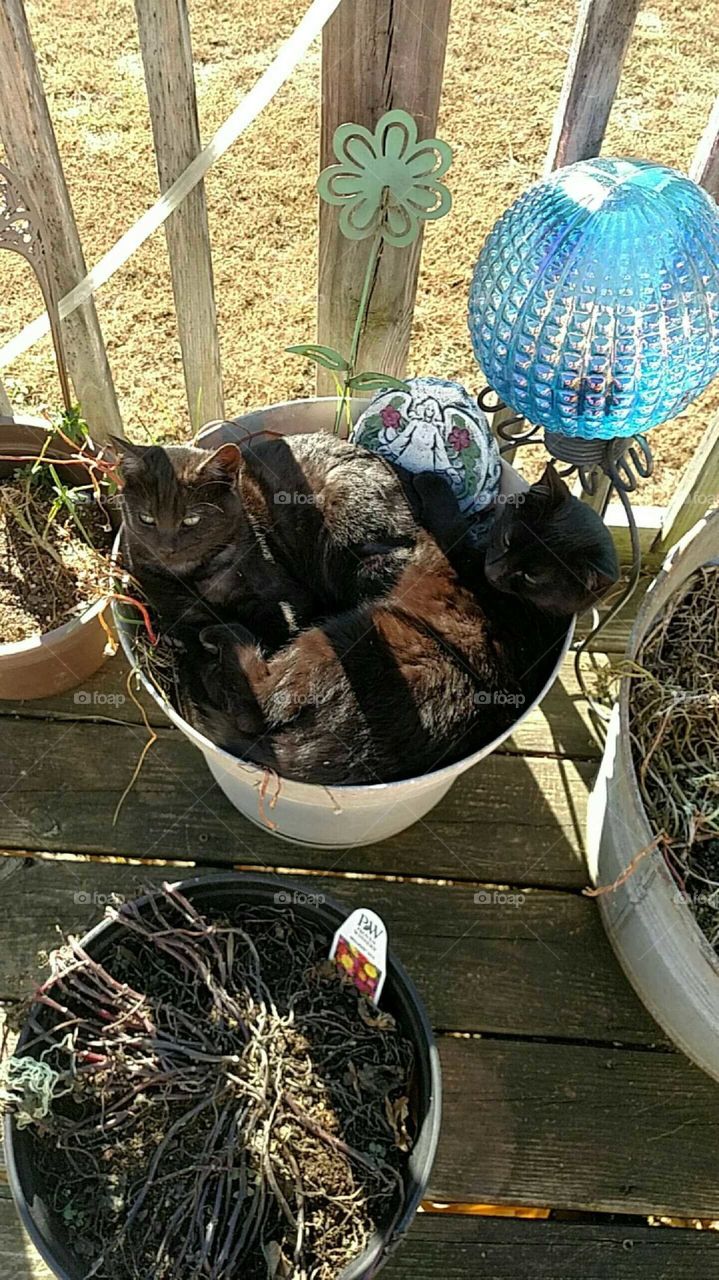 cats in the pot