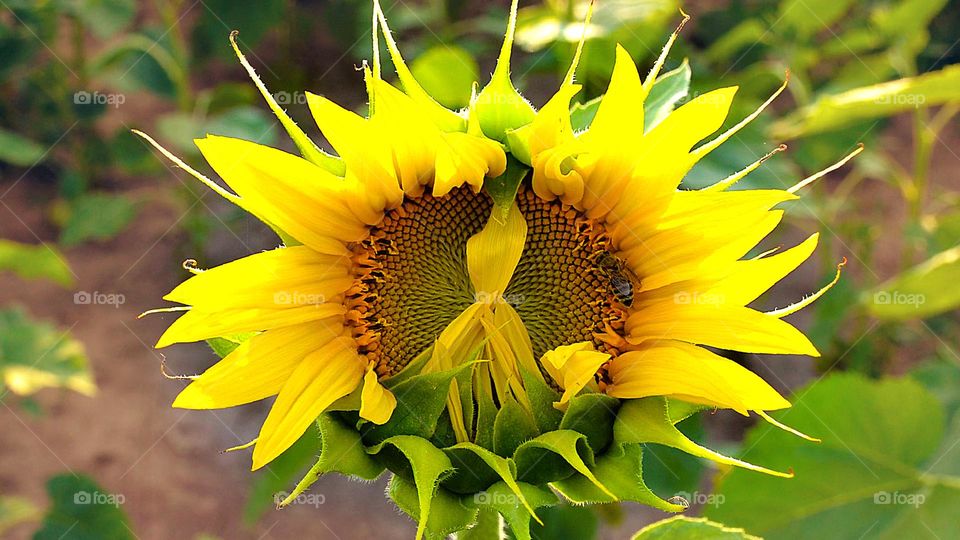 Sunflower