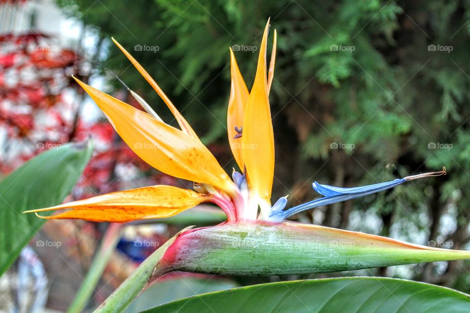 unique Spring Blossom