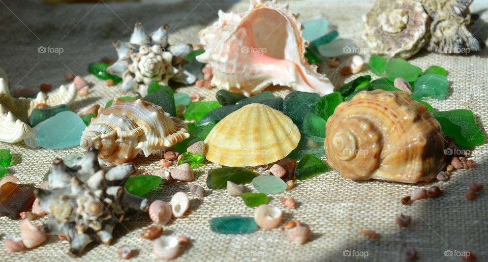 Variety of seashells on beach