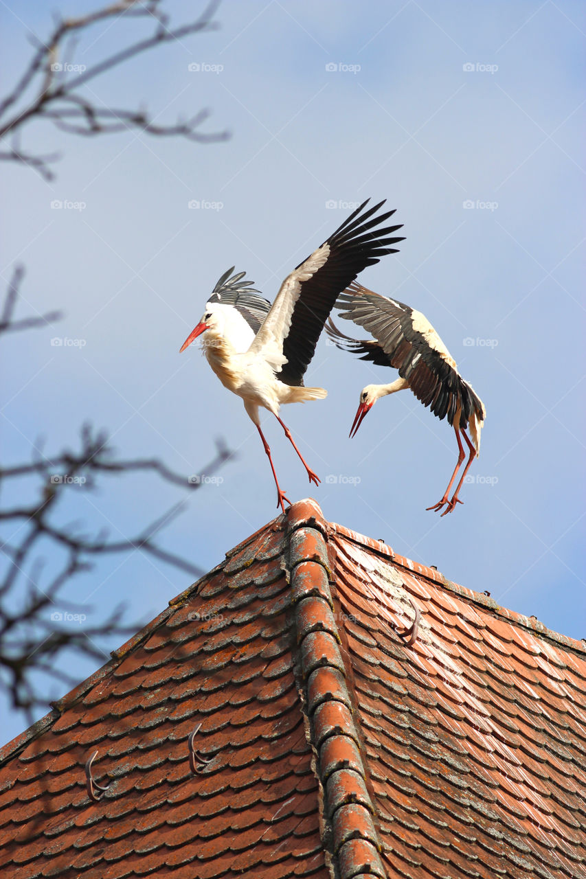 stork fight on a roof ridge