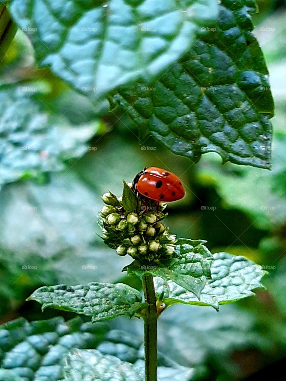 Ladybug is a cute and amazing insect.