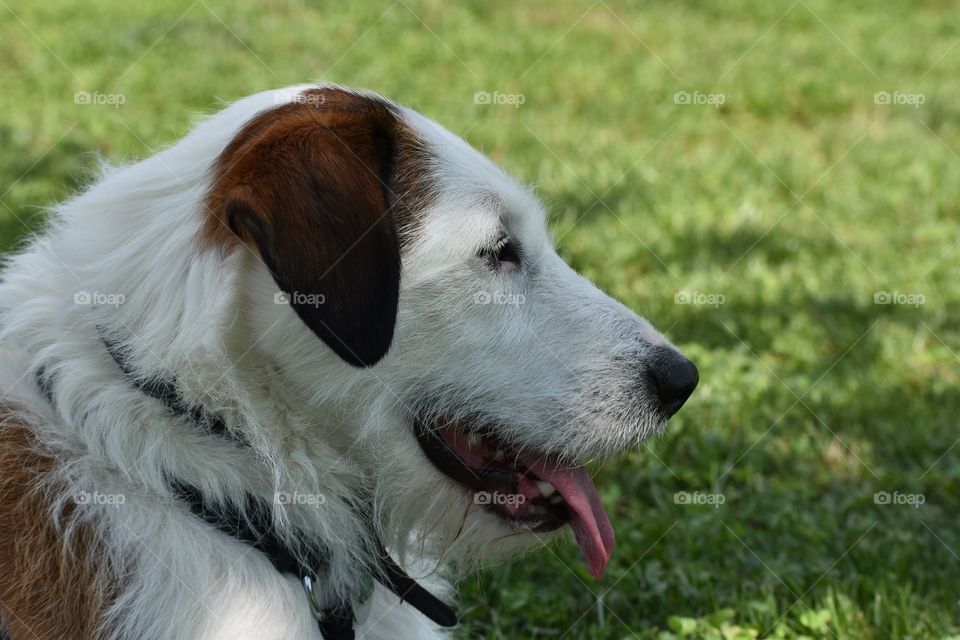 Dog resting in shade on hot summer day 