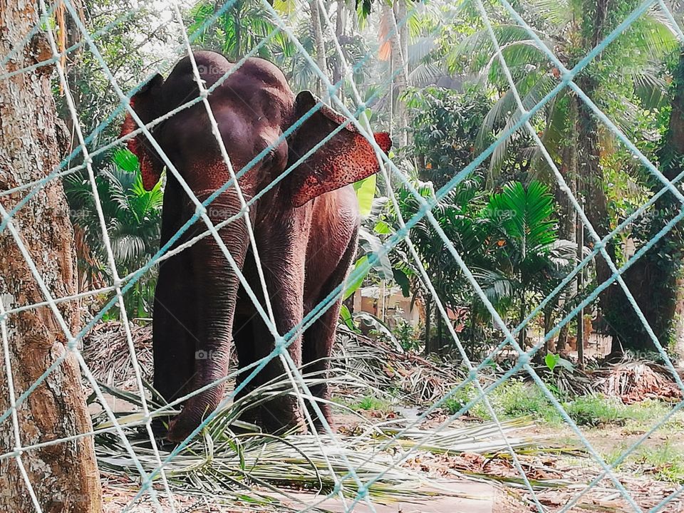 elephant in Sri lanka 🐘🇱🇰