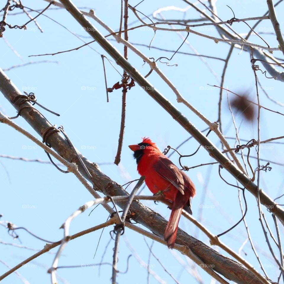 red bird in tree
