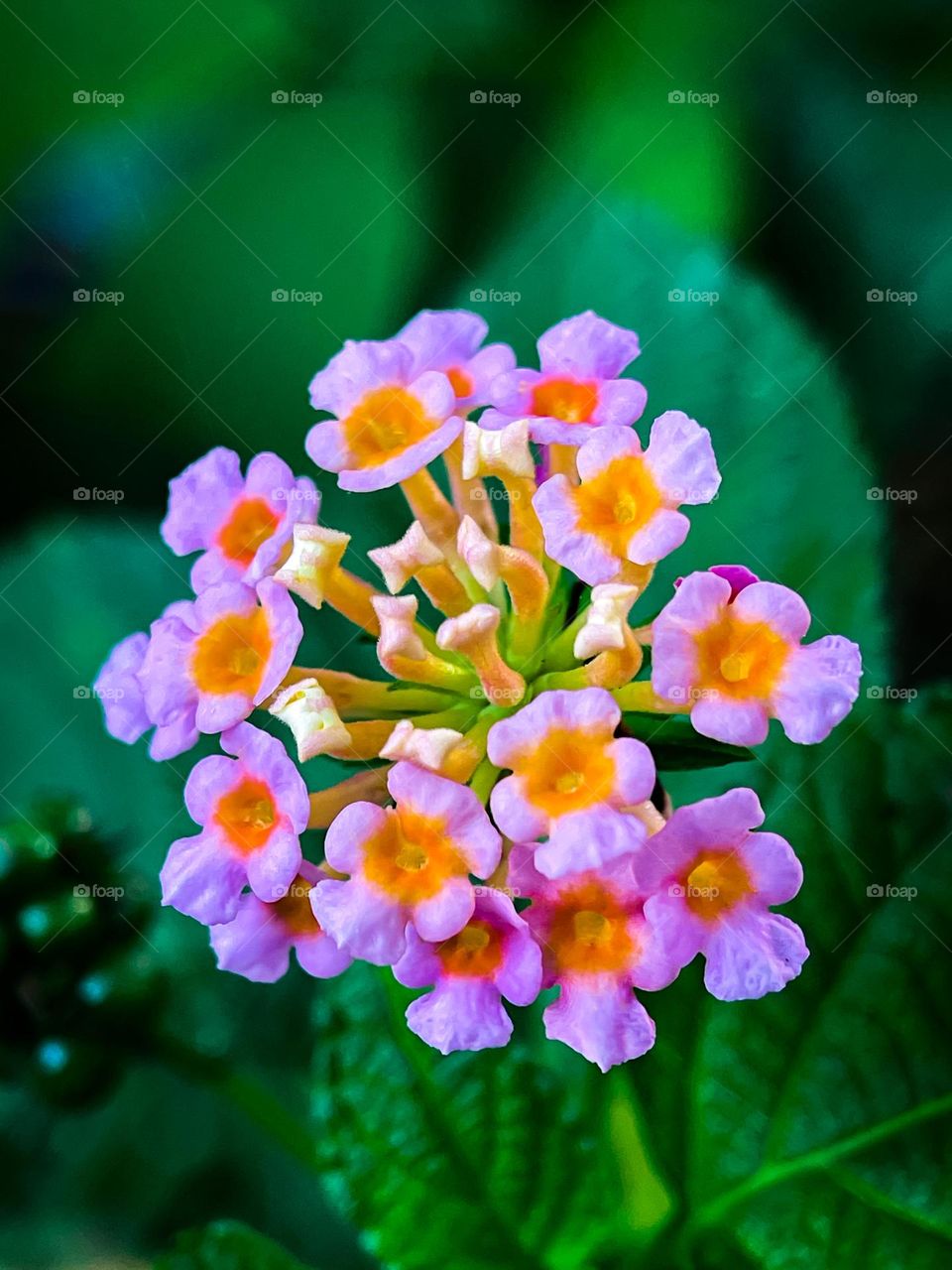 Wild tiny orange and pink flowers in macro view. View from top