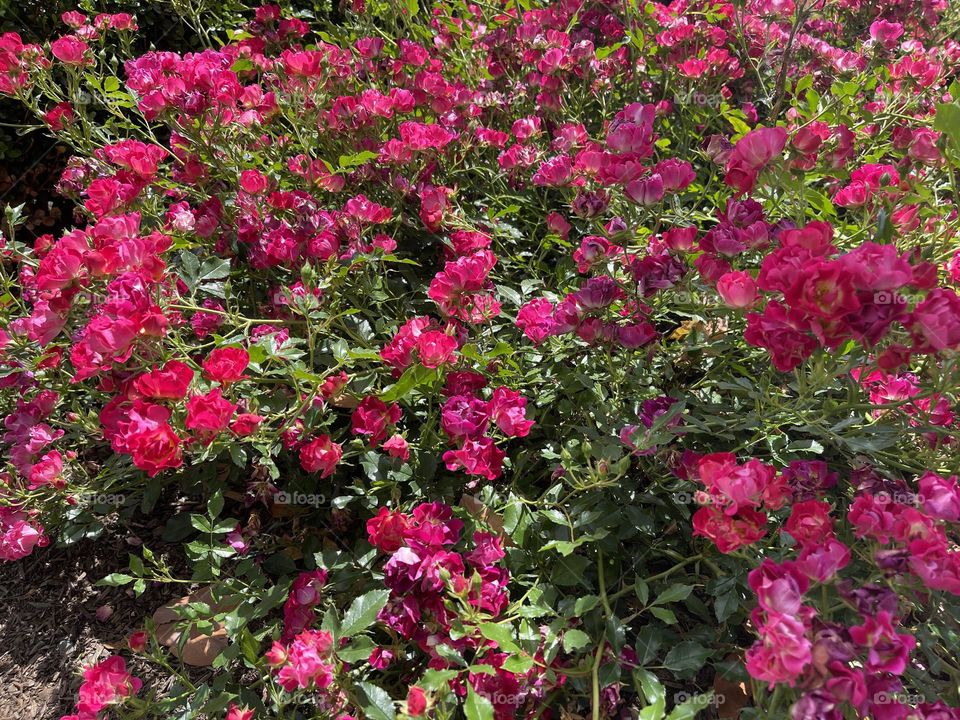 Bushes of blooming pink roses 