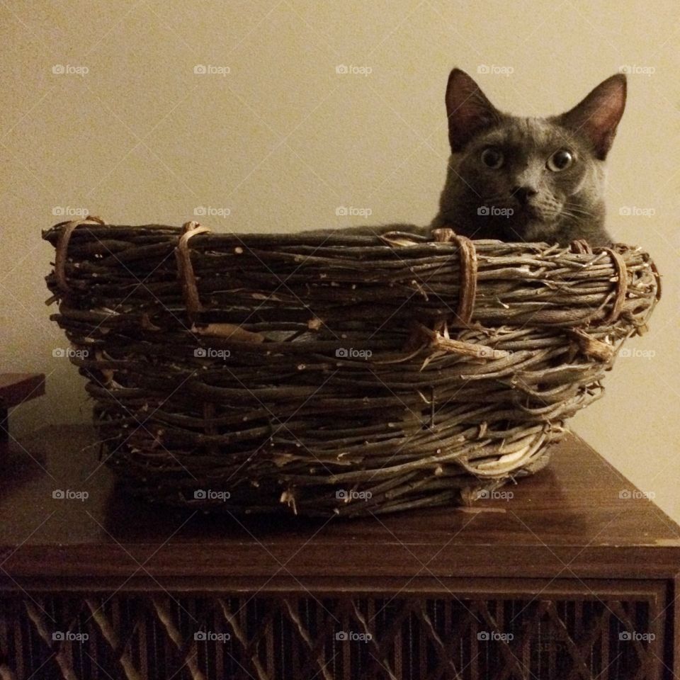 Cat in the basket. 