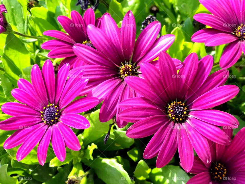 Flowers#blossom#nature#vegetation#colors