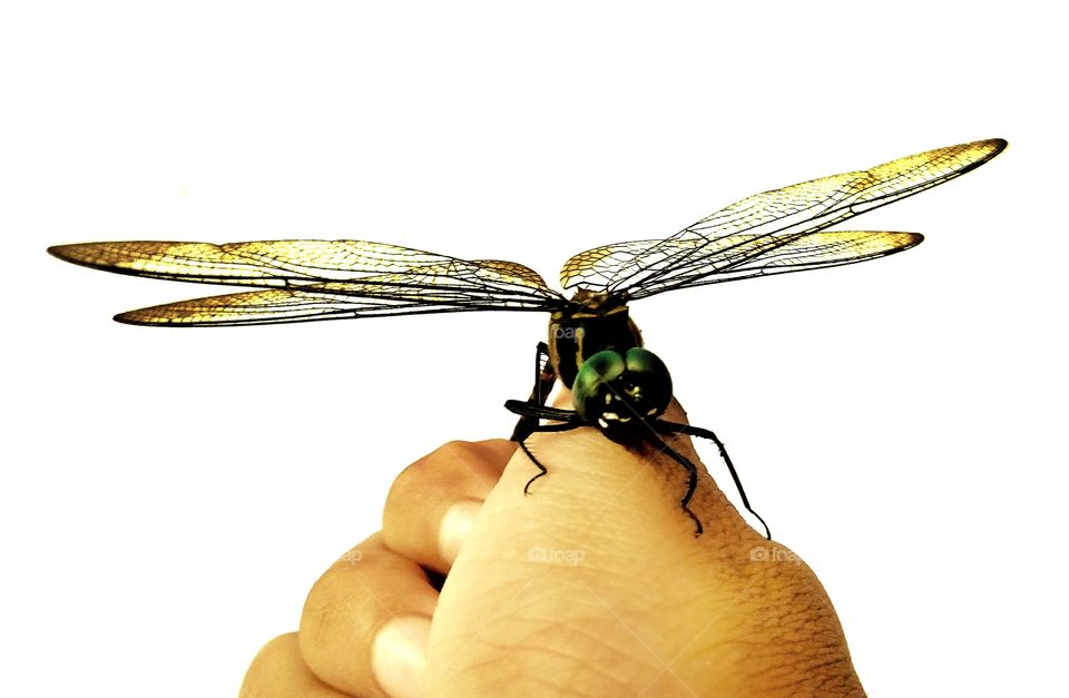 dragonfly,white background