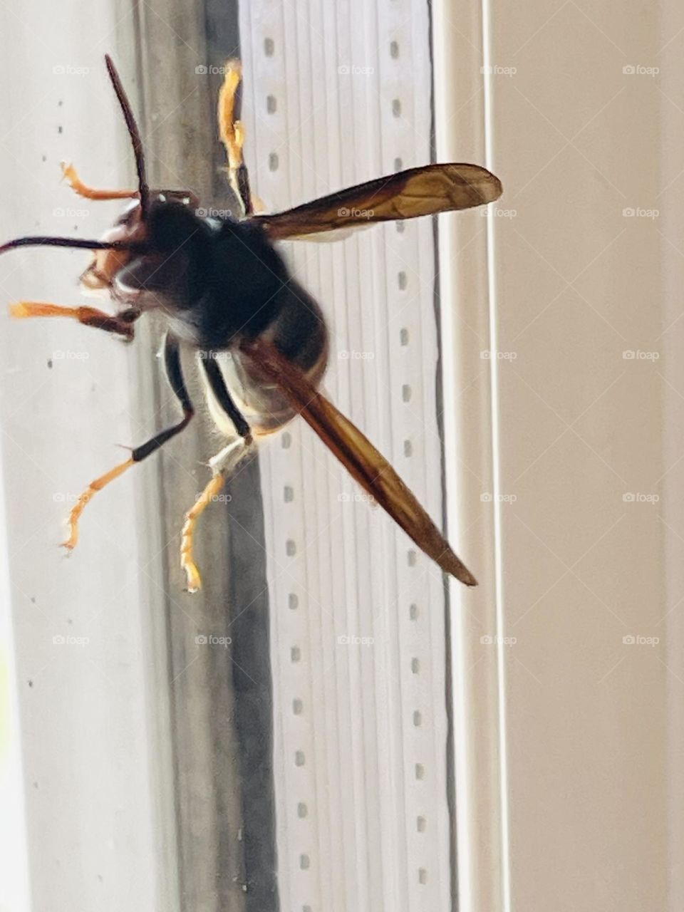 Vespa asiática- Poderosa e perigosa.