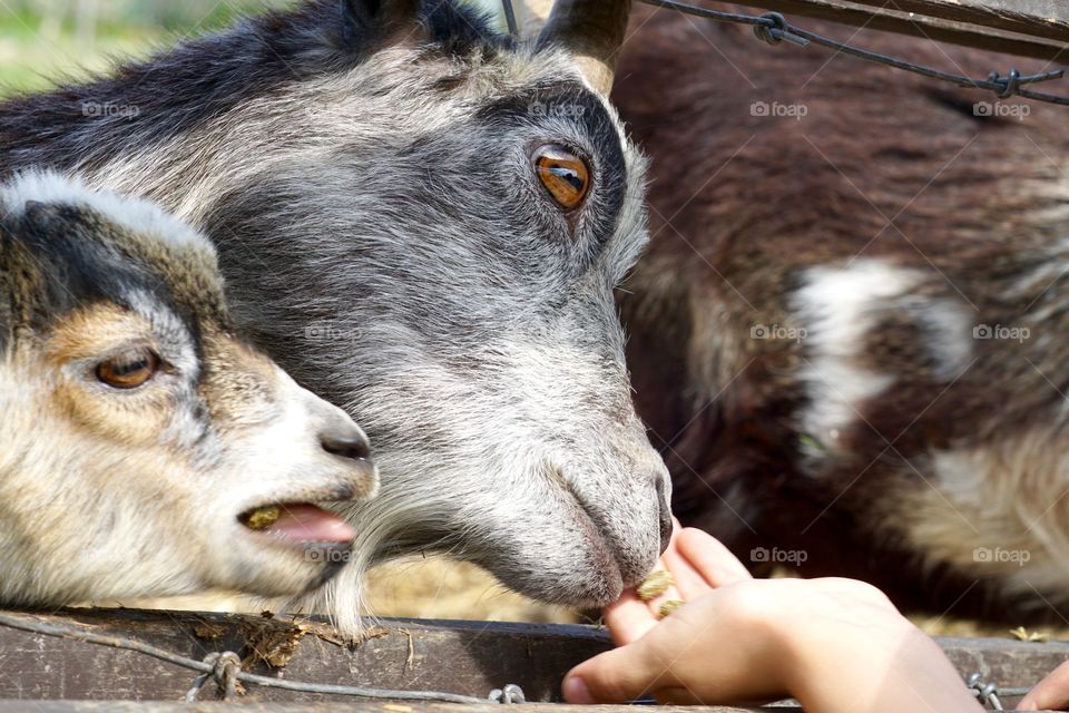 At the farm